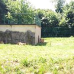 Animalele de la Zoo Bucov, resimt canicula. Urşii fac "duşuri"dese/ Video