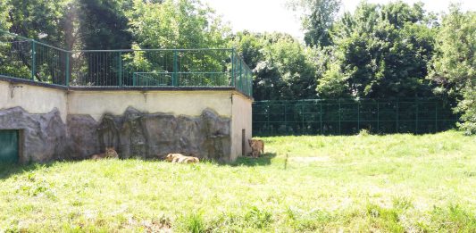 Animalele de la Zoo Bucov, resimt canicula. Urşii fac "duşuri"dese/ Video