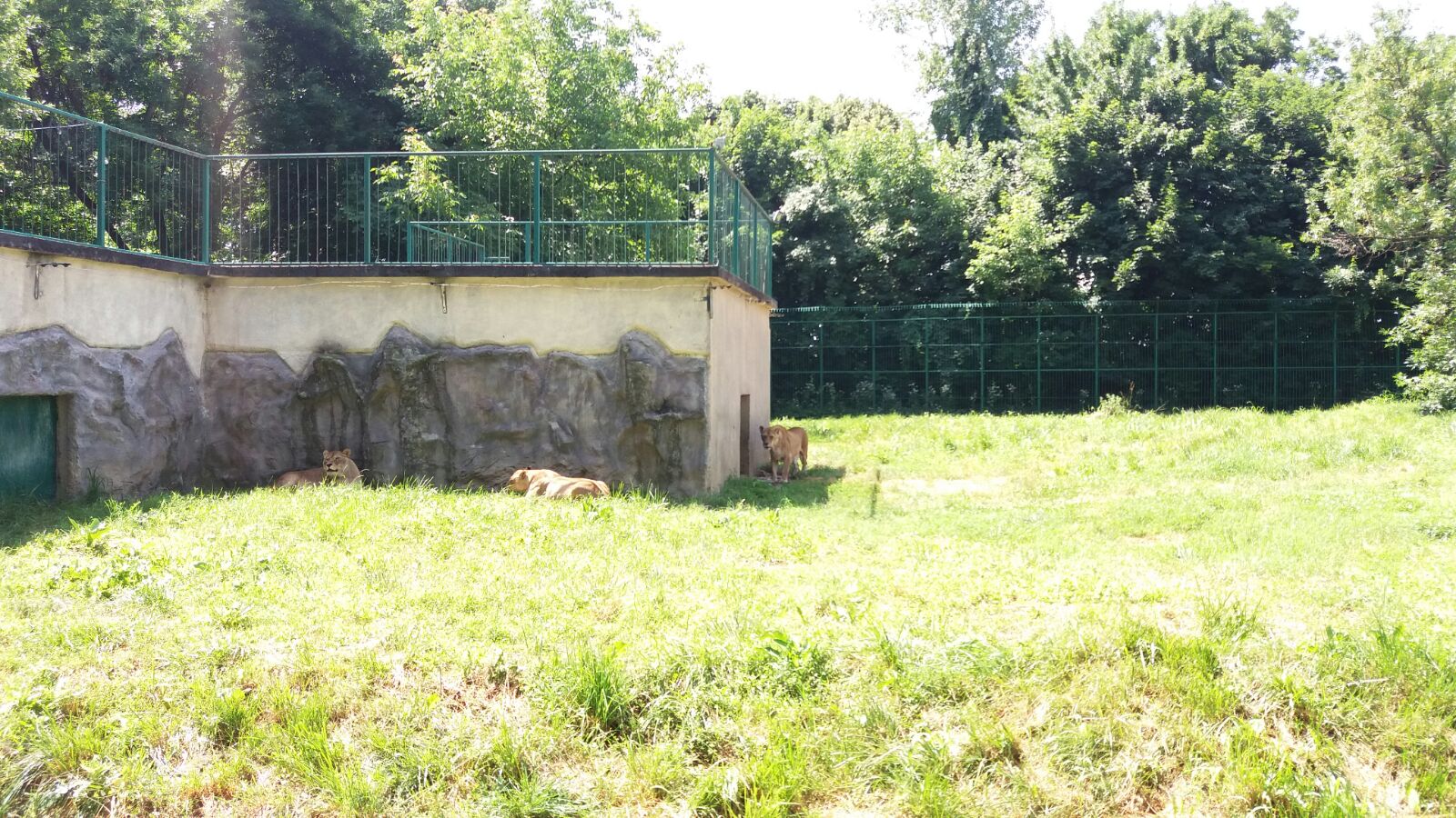 Animalele de la Zoo Bucov, resimt canicula. Urşii fac "duşuri"dese/ Video