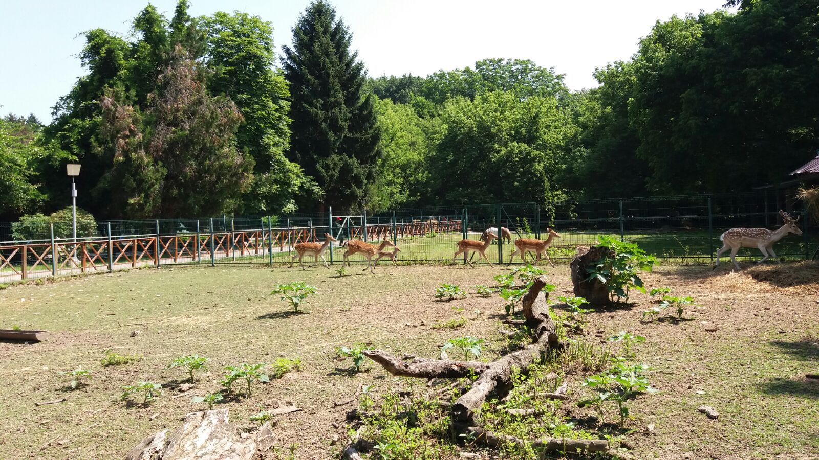 Doi pui de cerb lopătar aşteaptă vizite. Au fost aduşi pe lume în captivitate