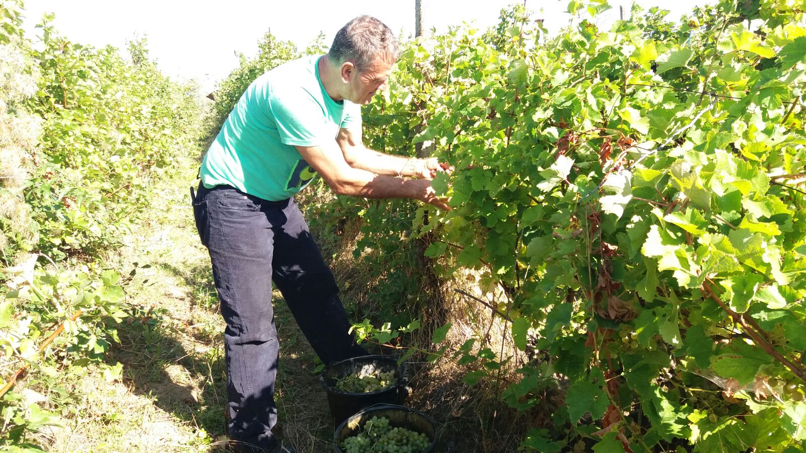 Producție de struguri