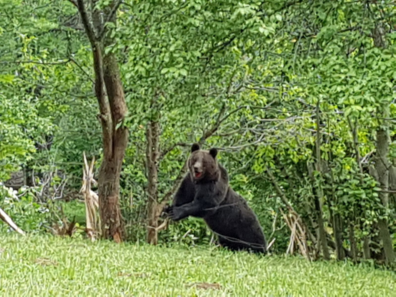 VIDEO: Ursoaică salvată de jandarmii montani la Secăria