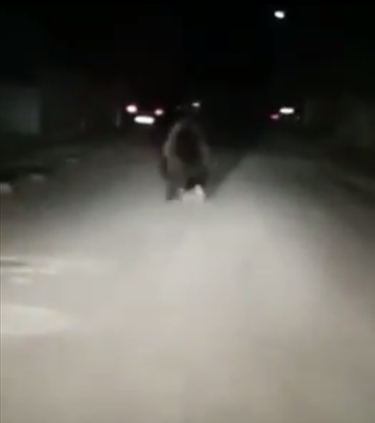 panică Urs rătăcit pe şosea, speriat de o maşină