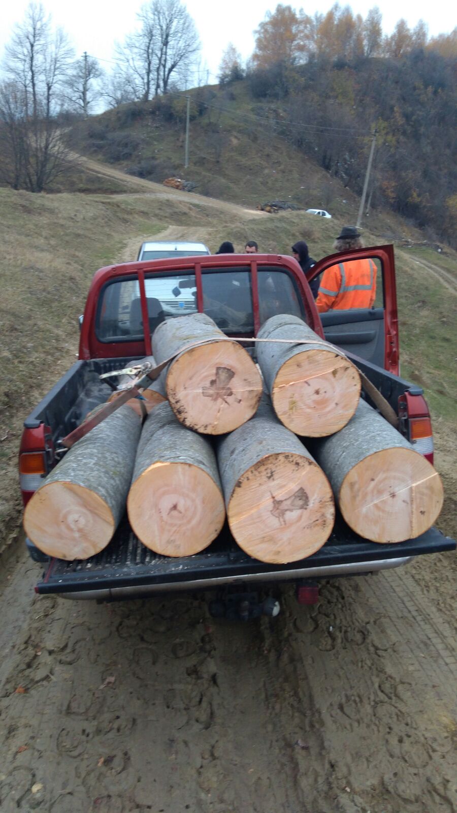 Tăierile ilegale de copaci,un adevărat fenomen în Prahova