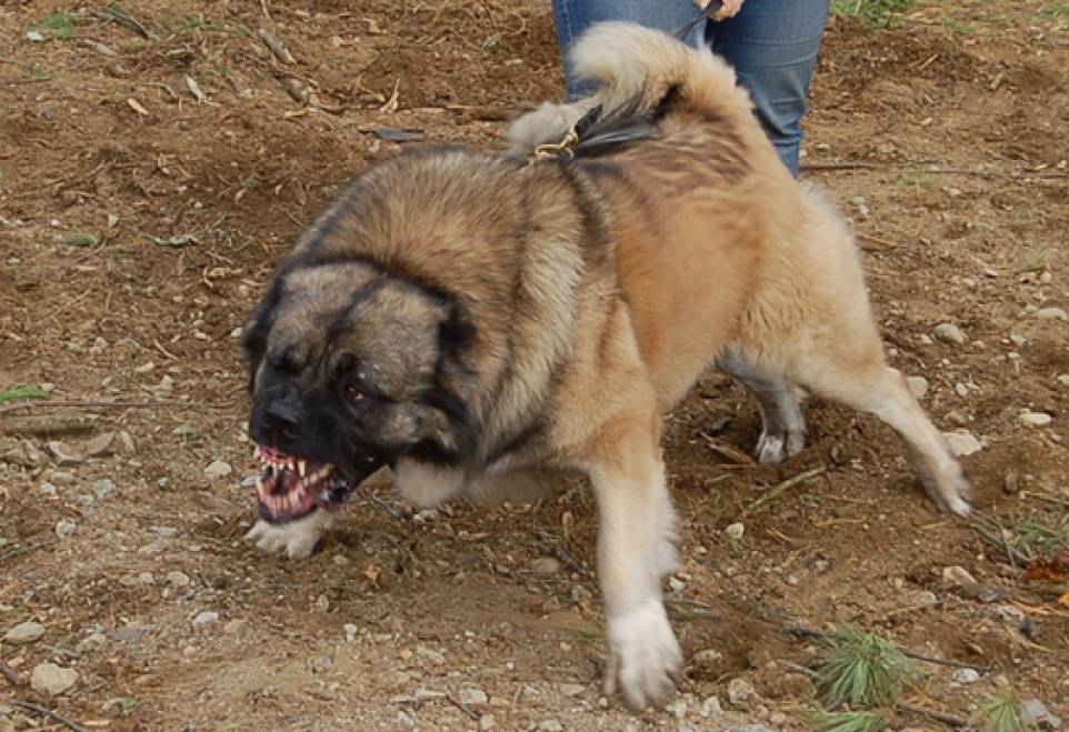 O femeie a rămas infirmă pe viaţă din cauza unui câine pe care a vrut să-l hrănească. I-au fost sfâşiate ambele mâini/ sursă foto ziarul incomod.ro