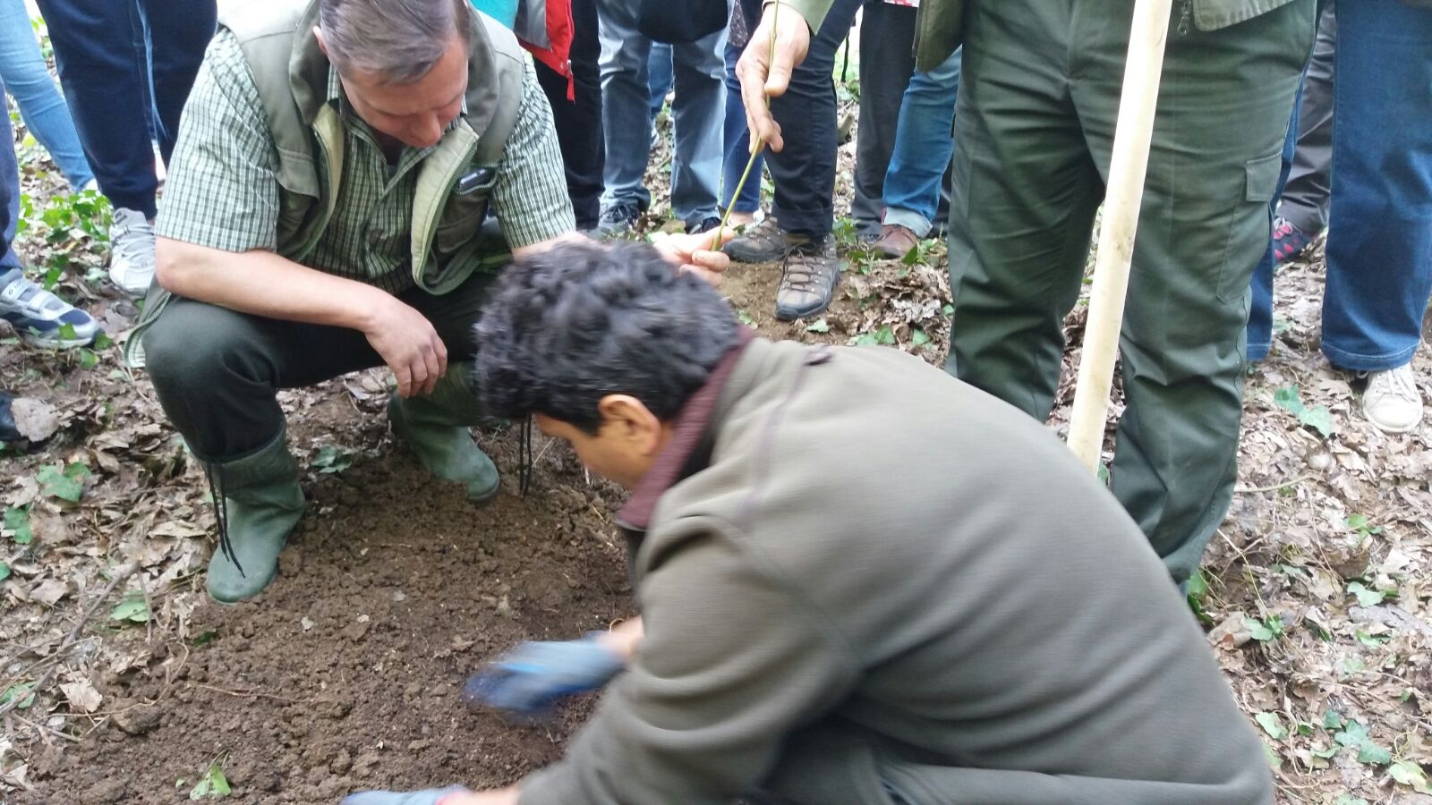 25 de milioane de puieți