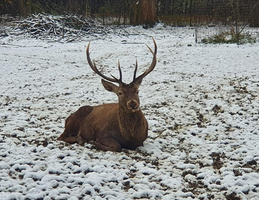 Crăciunul animalelor