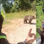 FILMUL UNEI TRAGEDII ANUNŢATE/ Italianul ucis de o ursoaică pe Transfăgărăşan se fotografiase lângă un urs cu o zi înainte de atac!