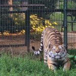 Tigrul siberian, vedeta lunii iulie la Zoo Ploiești-Bucov