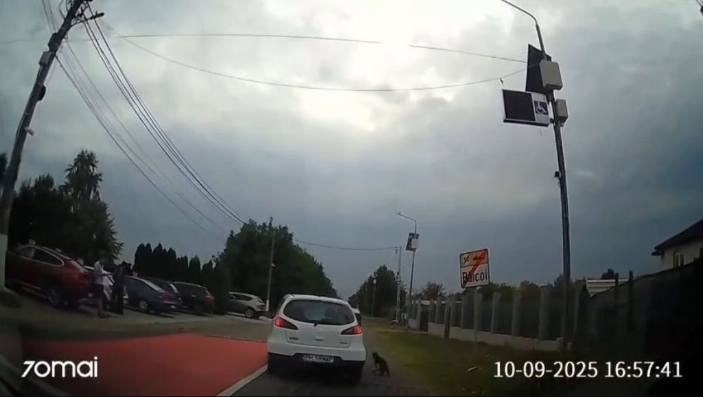 Pisică aruncată din mașină în mers, la Băicoi?/ VIDEO