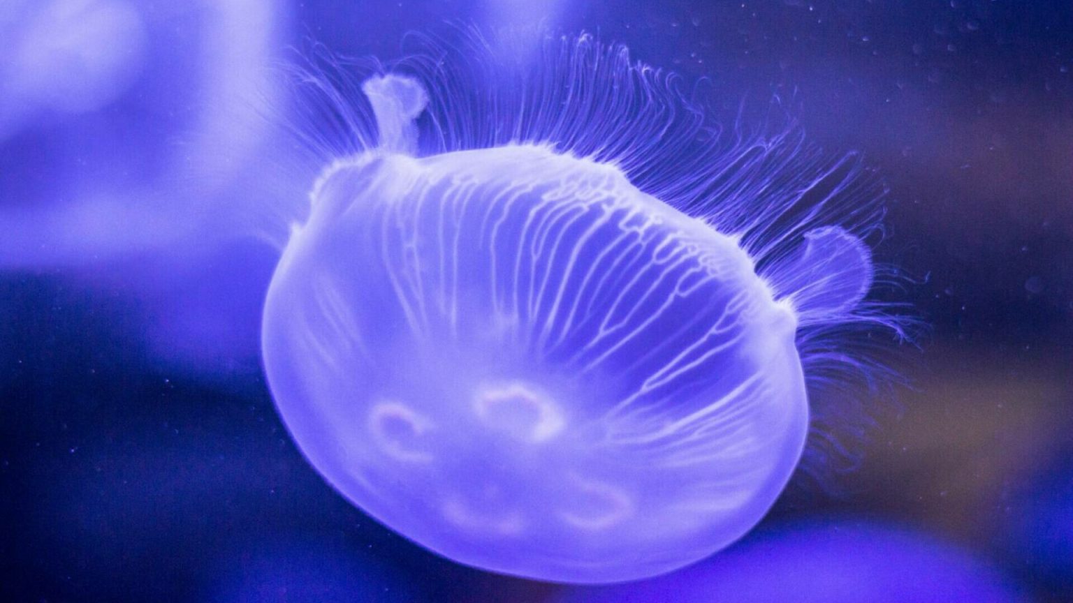meduze