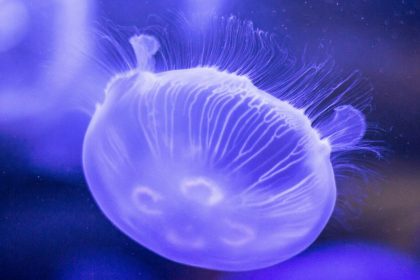 meduze