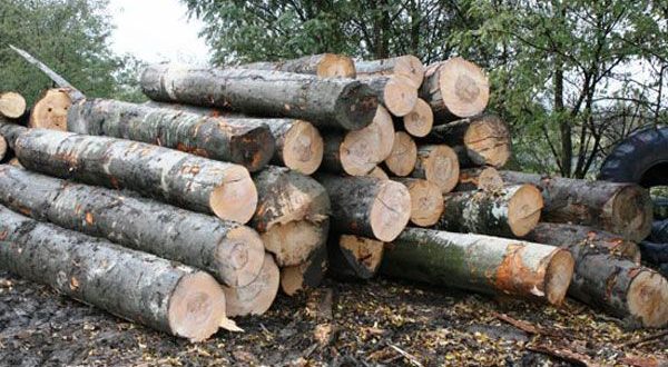 Furt de arbori în Prahova! 3 bărbați prinși transportând lemn fără acte legale