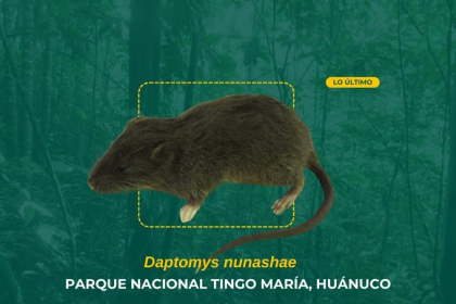 specie