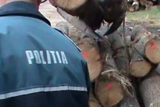 Furt de arbori în Prahova! 3 bărbați prinși transportând lemn fără acte legale