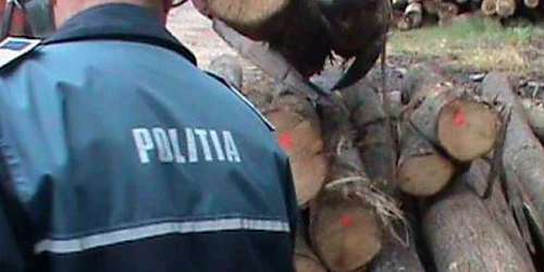 Furt de arbori în Prahova! 3 bărbați prinși transportând lemn fără acte legale