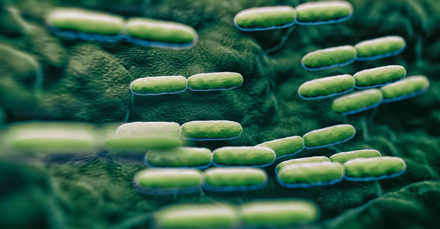 Bacterii