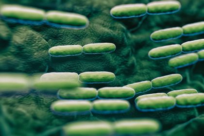 Bacterii