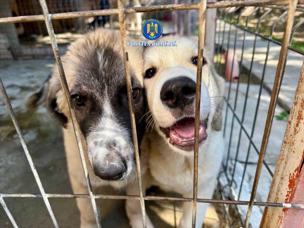 Câine bătut fără milă