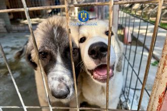 Câine bătut fără milă