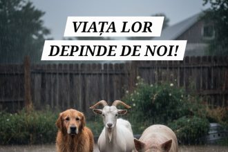 Animale