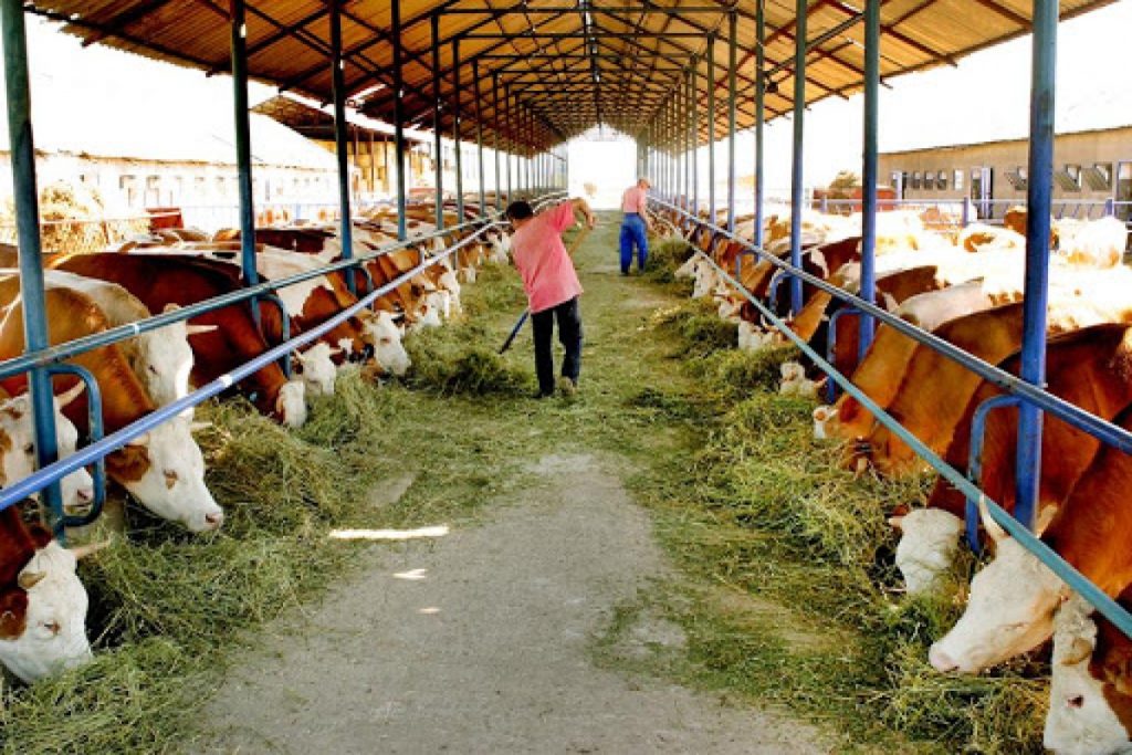 Focare de boli în România și Europa! ANSVSA trage un semnal de alarmă pentru crescătorii de animale
