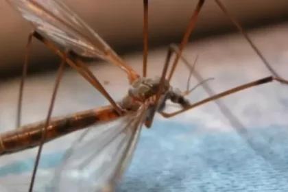 Virusul West Nile