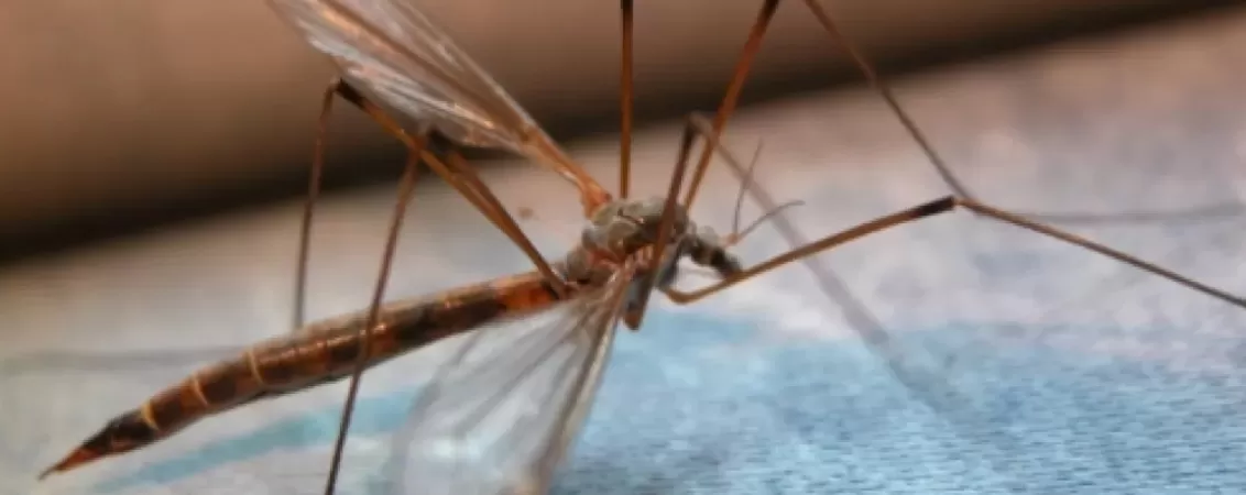 Virusul West Nile