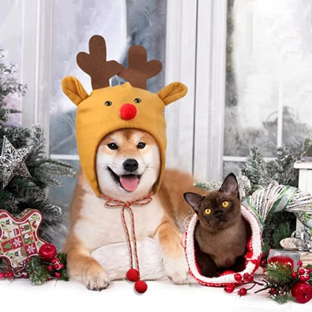 Cum să avem grijă de animalele de companie