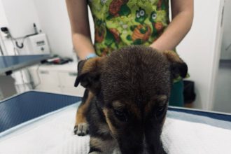 Cățelușă salvată