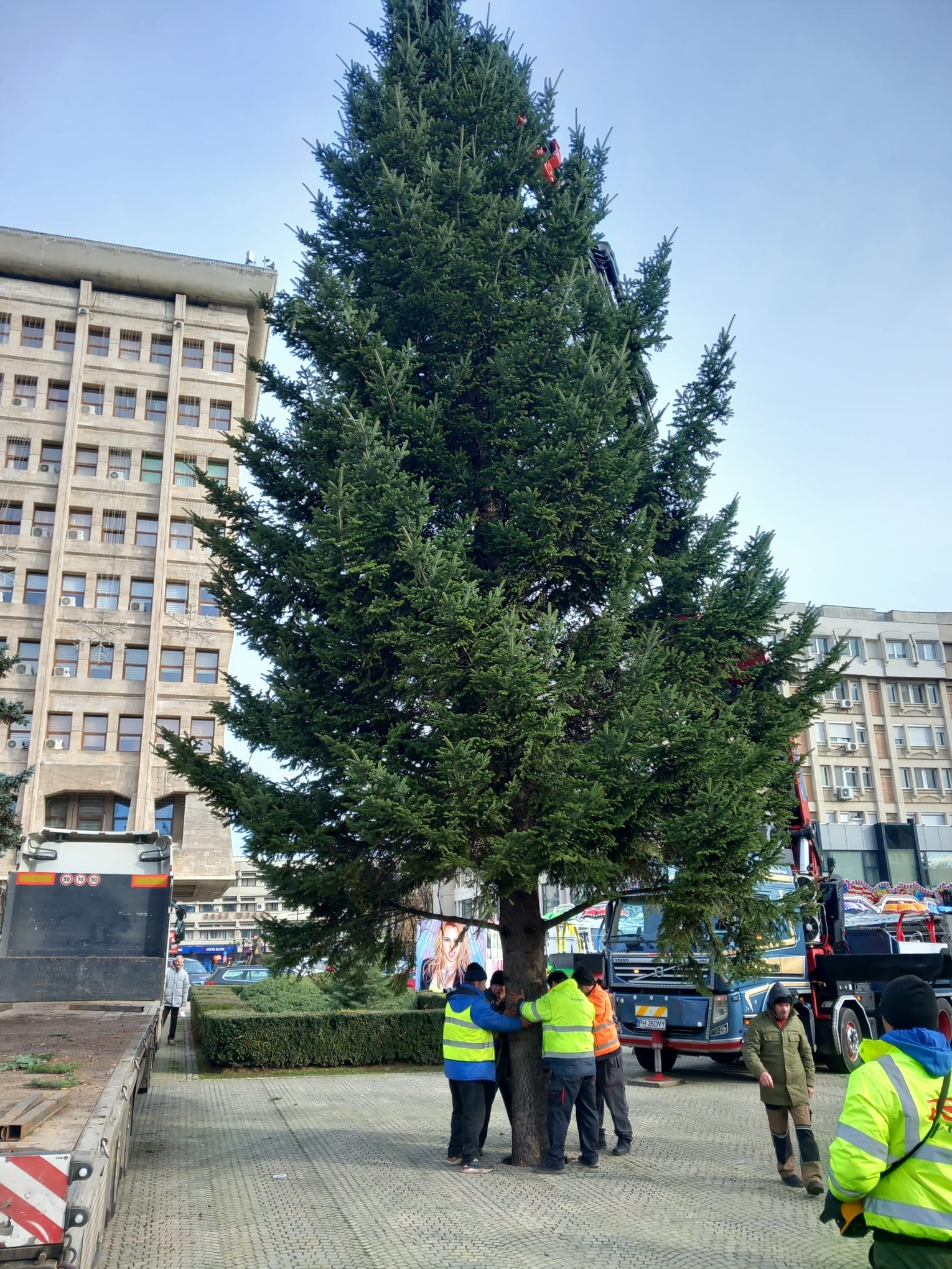 Montarea brazilor de Crăciun