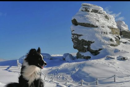 Ninsori și vânt puternic