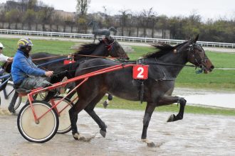 Armăsarul Catania R