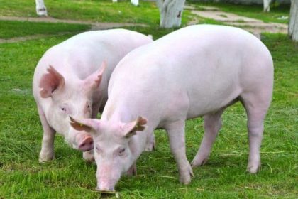 Focar de pestă porcină