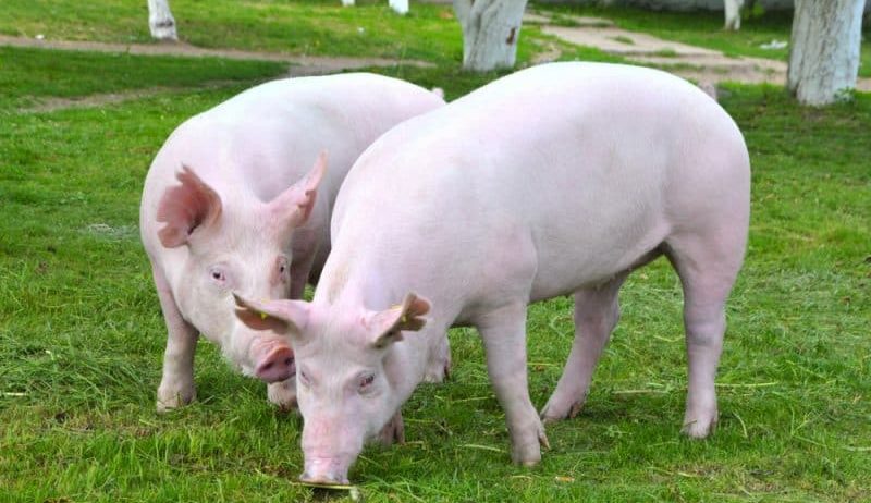 Focar de pestă porcină