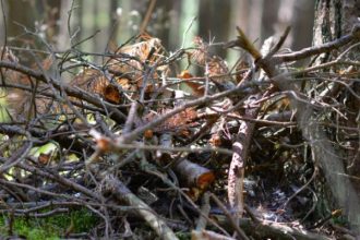 Colectarea deșeurilor vegetale
