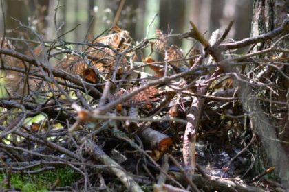 Colectarea deșeurilor vegetale