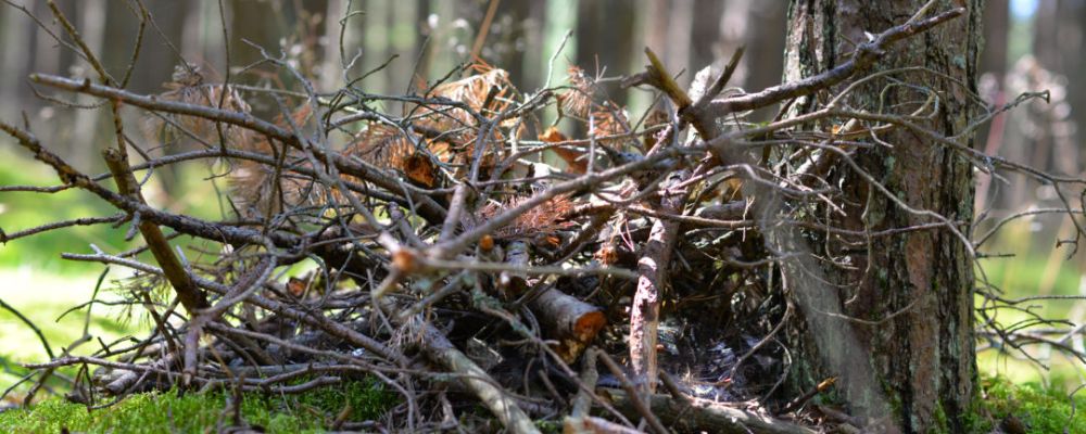 Colectarea deșeurilor vegetale