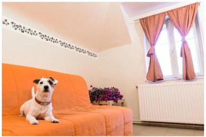 Animăluțele merg la hotel