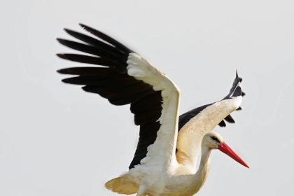 România are foarte multe cuiburi de berze albe