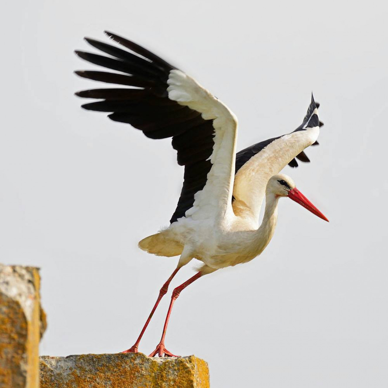 România are foarte multe cuiburi de berze albe