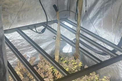 Cultură de canabis indoor