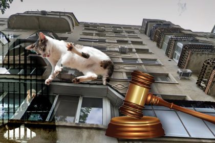 Pisică aruncată de la etaj