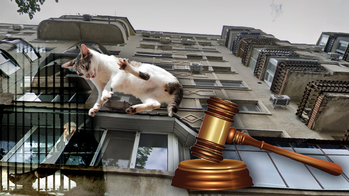 Pisică aruncată de la etaj