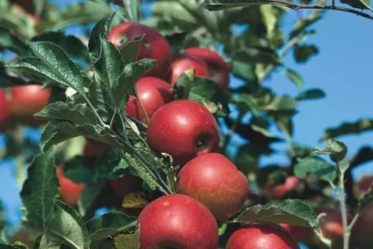 România înregistrează