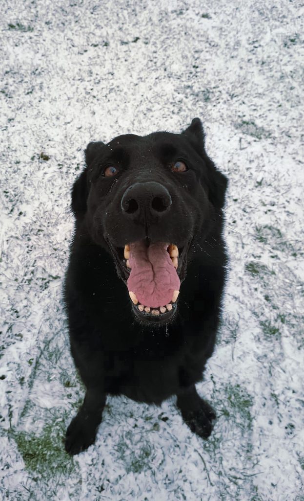 Protejarea animalelor