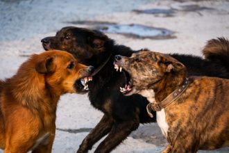 ANSVSA schimbă regulile