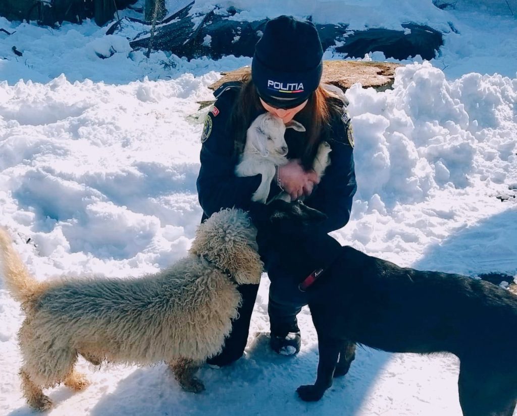 Protejarea animalelor