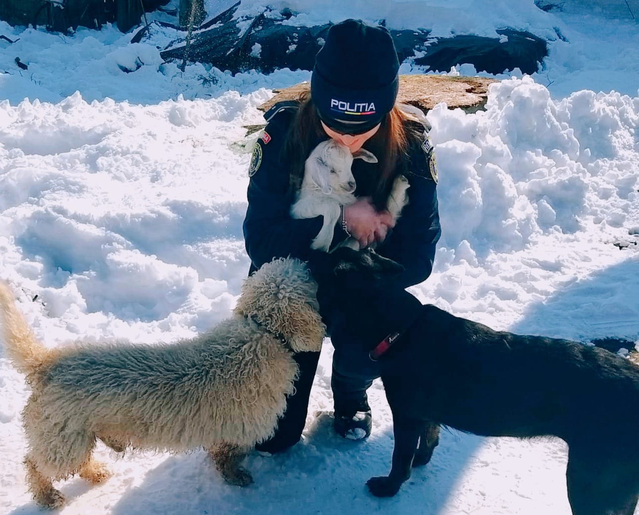 Protejarea animalelor