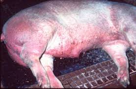 Pestă porcină africană în Prahova